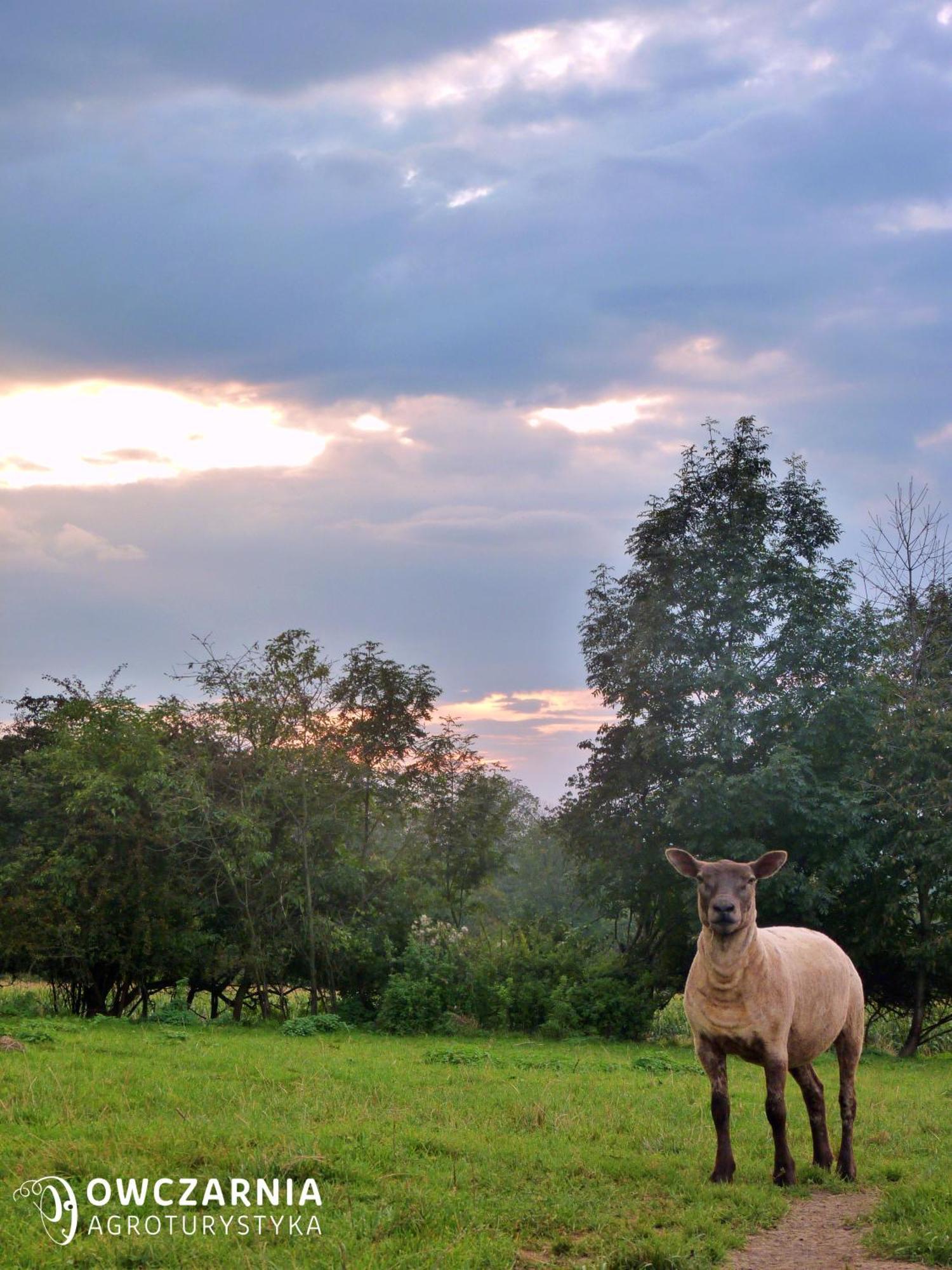 Alloggio per agriturismo Owczarnia Ekologiczne Gospodarstwo Owczarskie