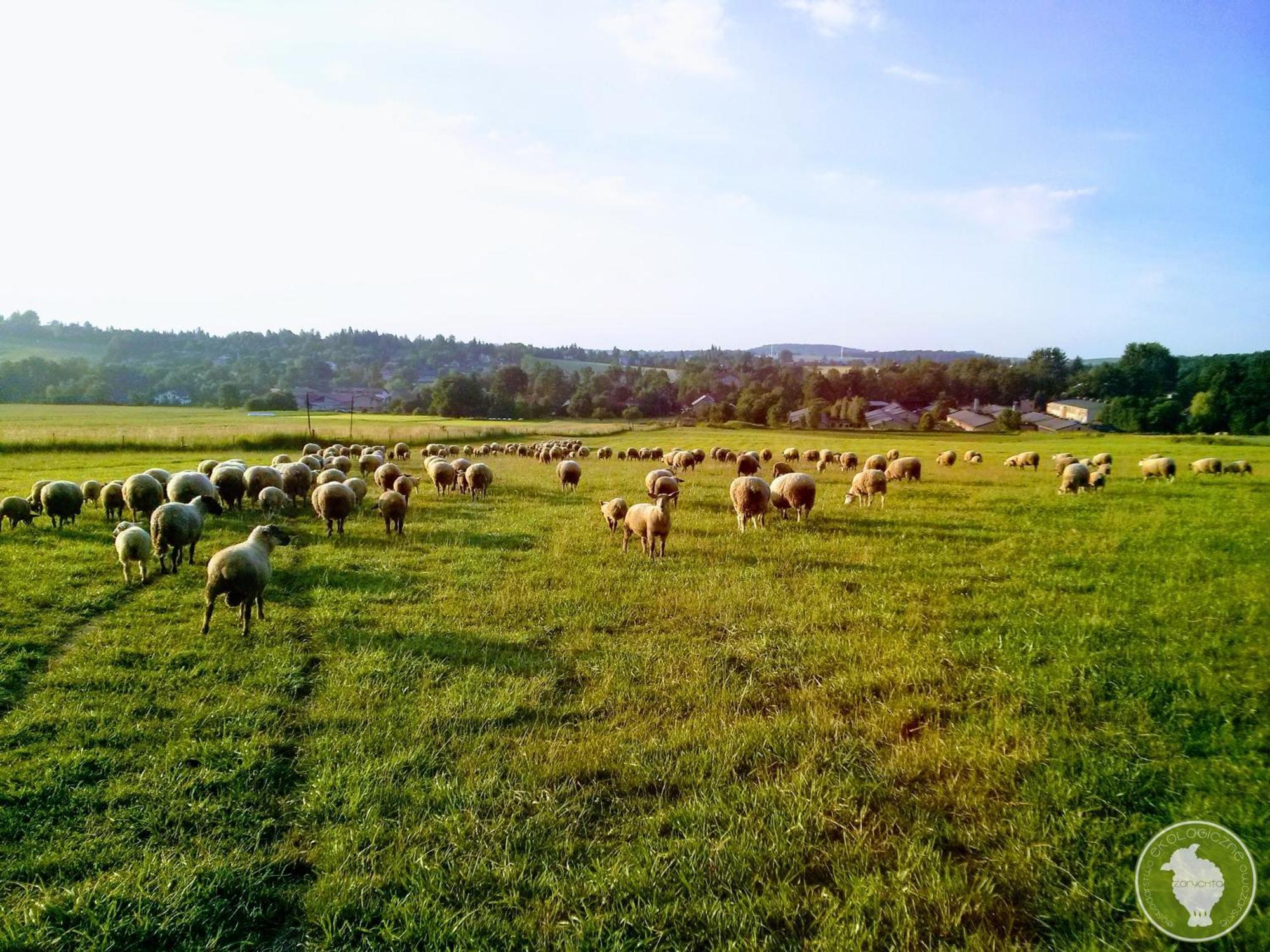 Owczarnia Ekologiczne Gospodarstwo Owczarskie Bauernhof